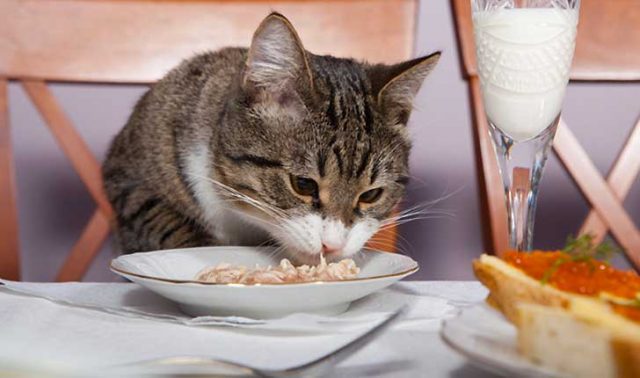 Natale, il mangiare degli umani è veleno per i gatti