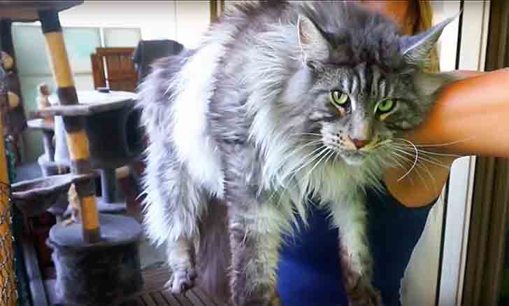 Il Maine Coon