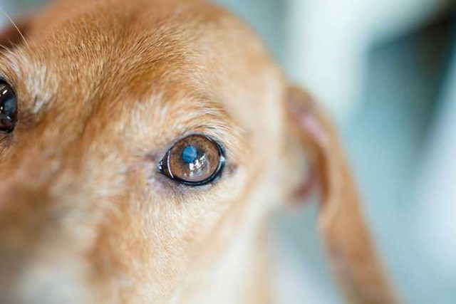 Oggi è la giornata del cane, il miglior amico dell’uomo