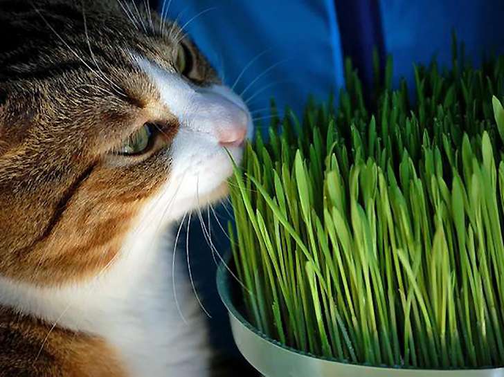 Festa del Gatto, alcuni miti da sfatare per il nostro amico